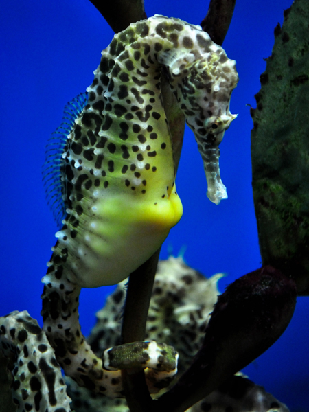 Ocean Park's sea horse exhibition to generate public awareness