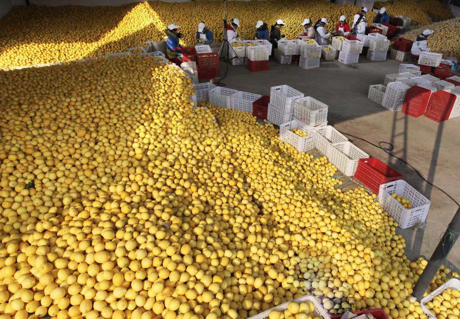 Making lemonade: how the ‘lemon capital’ of China built a billion-dollar brand
