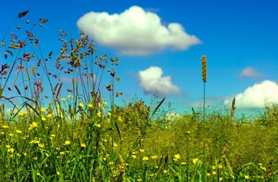 Perspective... Consumers are going green despite the slump. But why aren't brands?