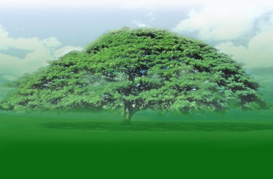 Berli Jucker moves tissue brands from Ogilvy & Mather to Lowe