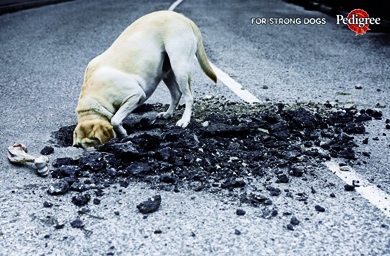 Japan's pet food sector: Growing sales volume despite waning ad spend