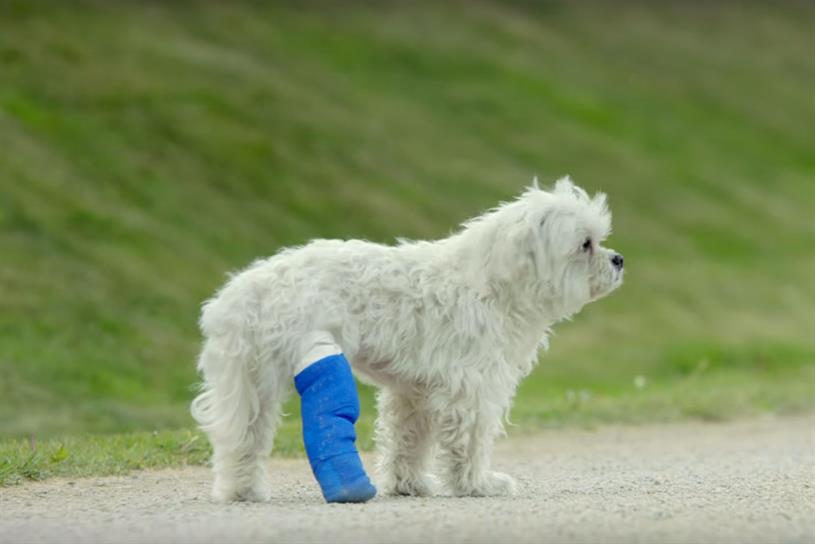 Amazon saves the day for a lame dog