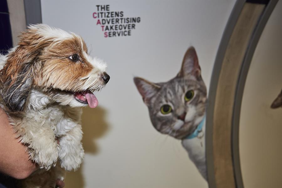 Watch: London Tube ads replaced with cat pics in 'citizen takeover'