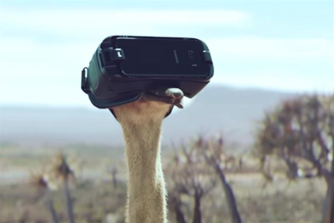 How an international collaboration helped launch a flightless bird