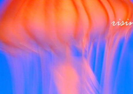 PR Communications launches arm for green causes