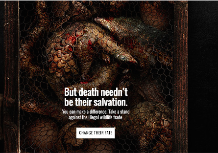 Confrontational but beautiful: Campaign asks people to change the fate of dying animals