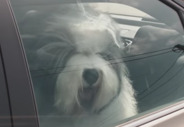 Old English sheepdog lends voice for Dulux campaign
