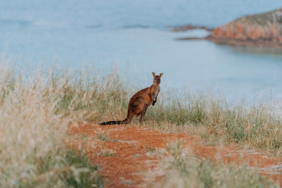 South Australian Tourism Commission names Praytell North America PR agency of record