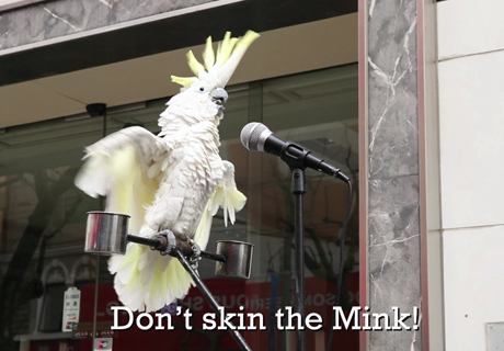 Parrots 'speak up' for animal protection in China