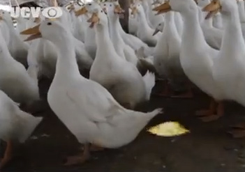 Flame-emitting duck film goes viral, ignites sales spike for Sun Snack