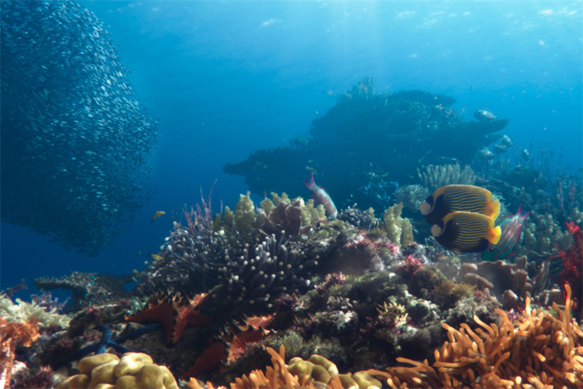 Campaign to rebuild coral reefs in Indonesia wins Industry Craft grand prix
