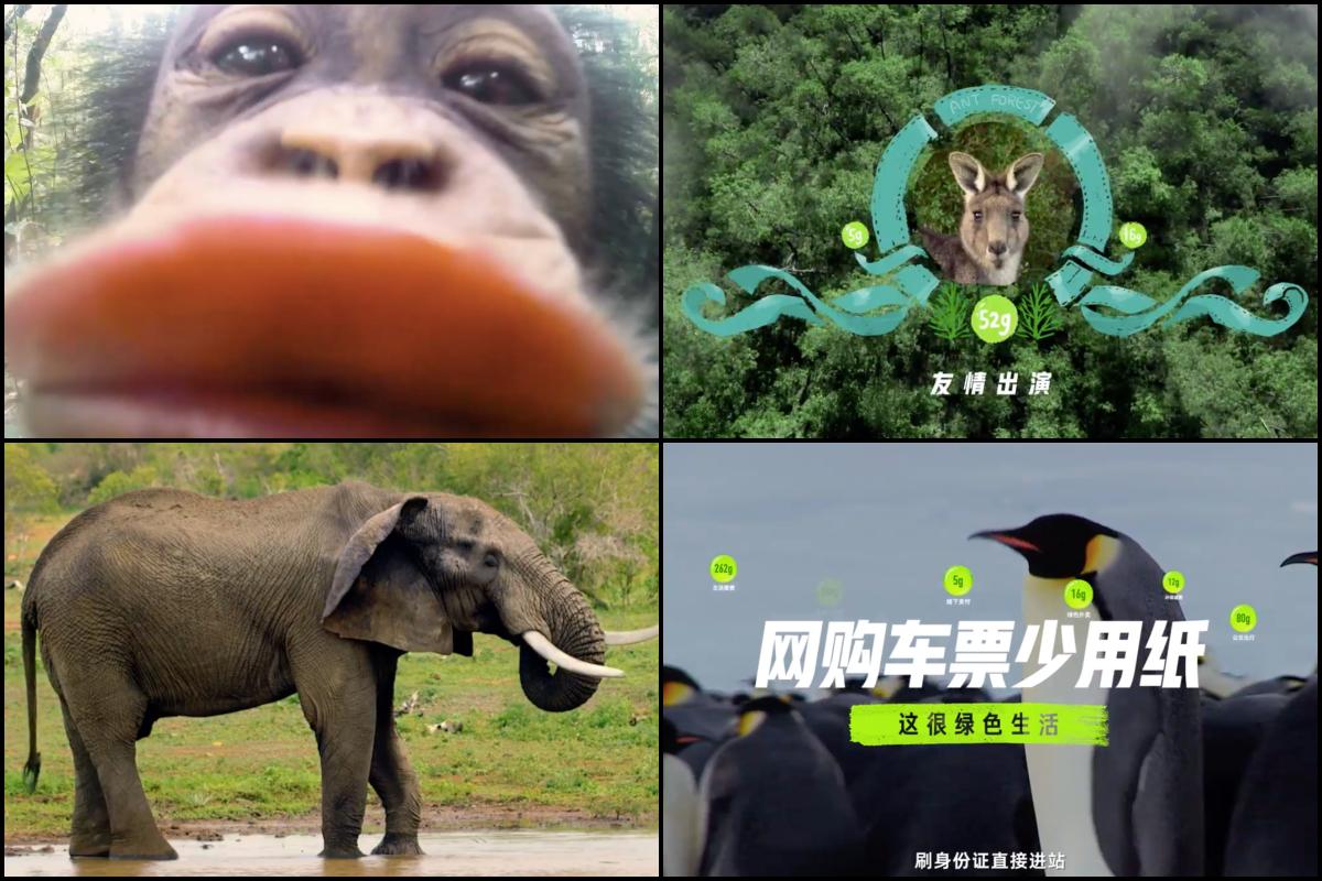 Spokes-animals give China environmental advice