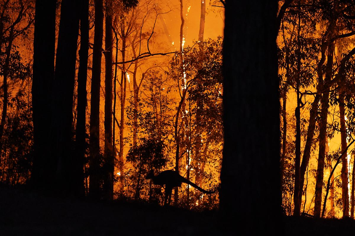 Out of the fires and into the pandemic: Australia's tumultuous year