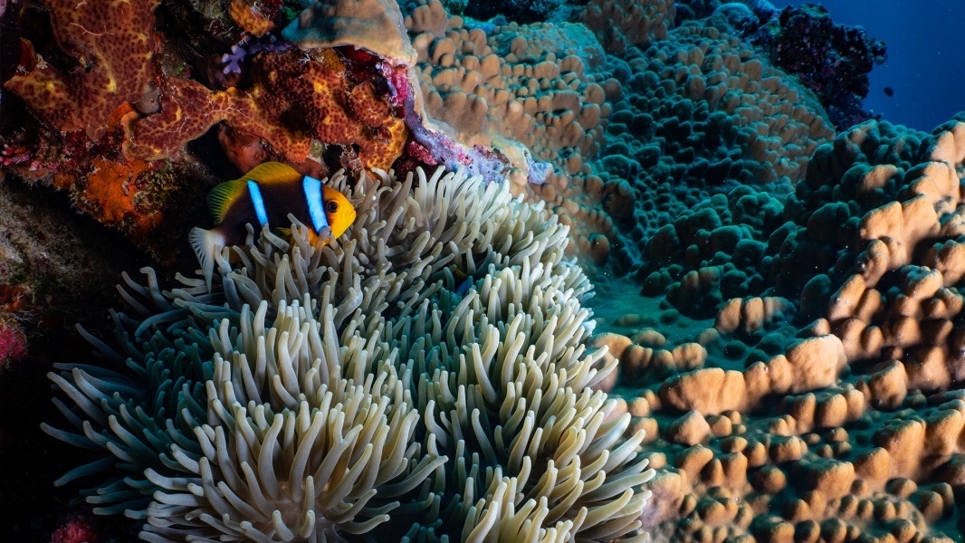 A remote island that rewards responsible tourists