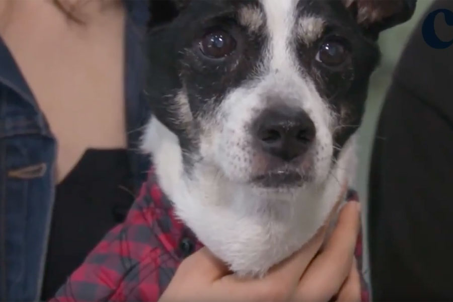 Clinic chain uses furry-friend stories to build brand