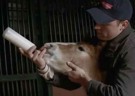 Super Bowl ad popularity: Budweiser, Volkswagen, Mercedes come out on top