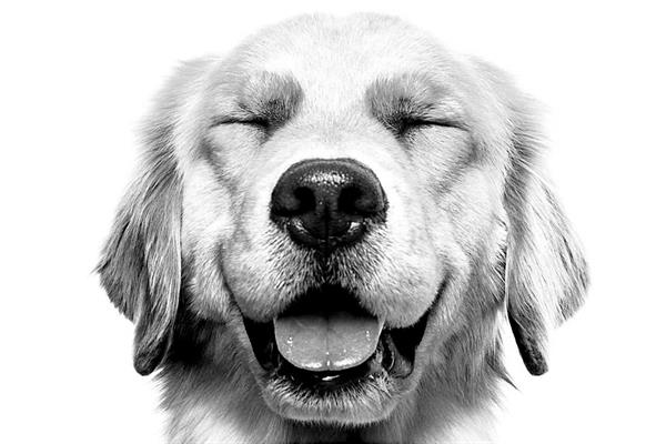 Brand wants you to believe in necessity of 200 varieties of pet food