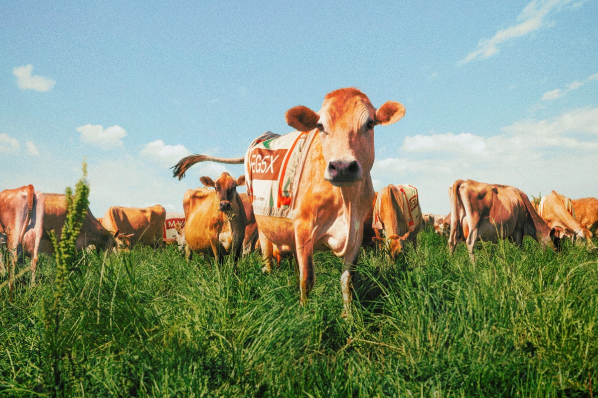 Uber Eats employs bovine brand ambassadors