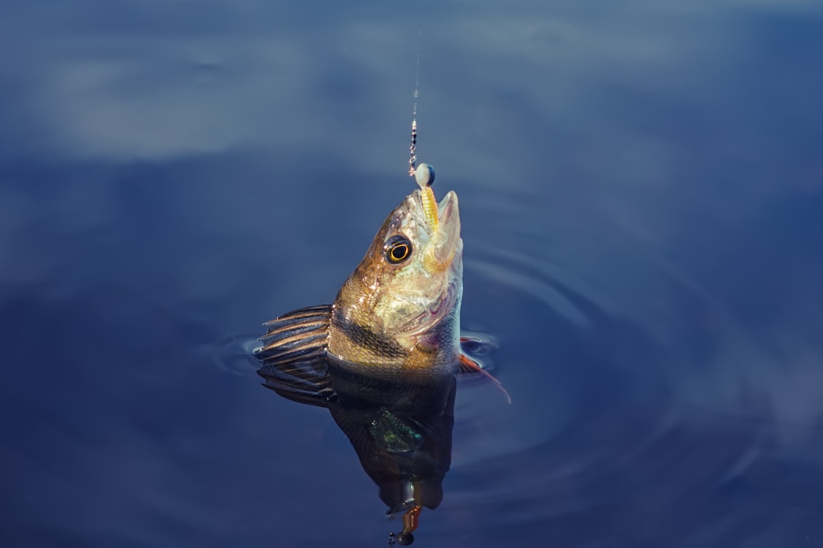 Publicis goes fishing
