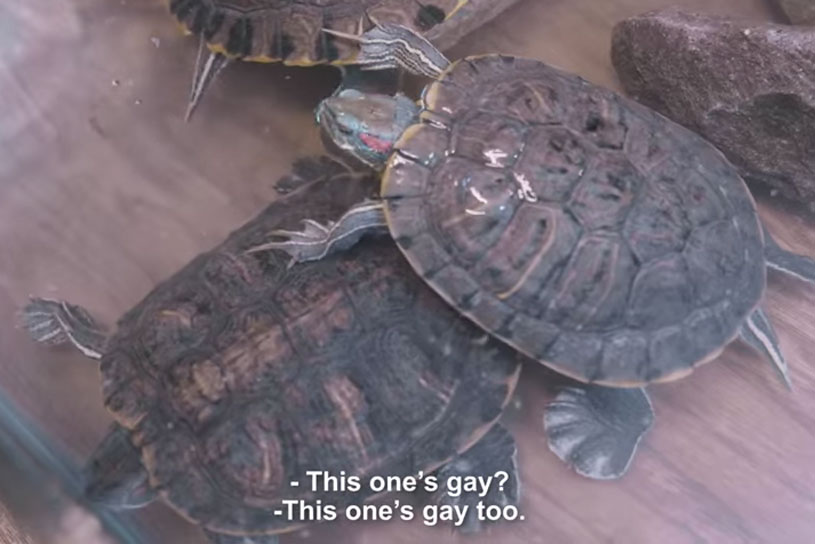 'Gay' turtles push Turkey to confront homophobia