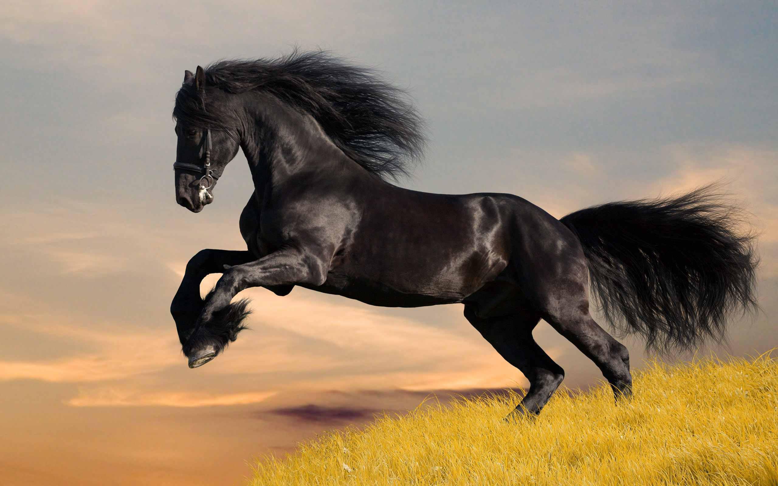From the horse's mouth: Predictions for prosperous marketing in 2014