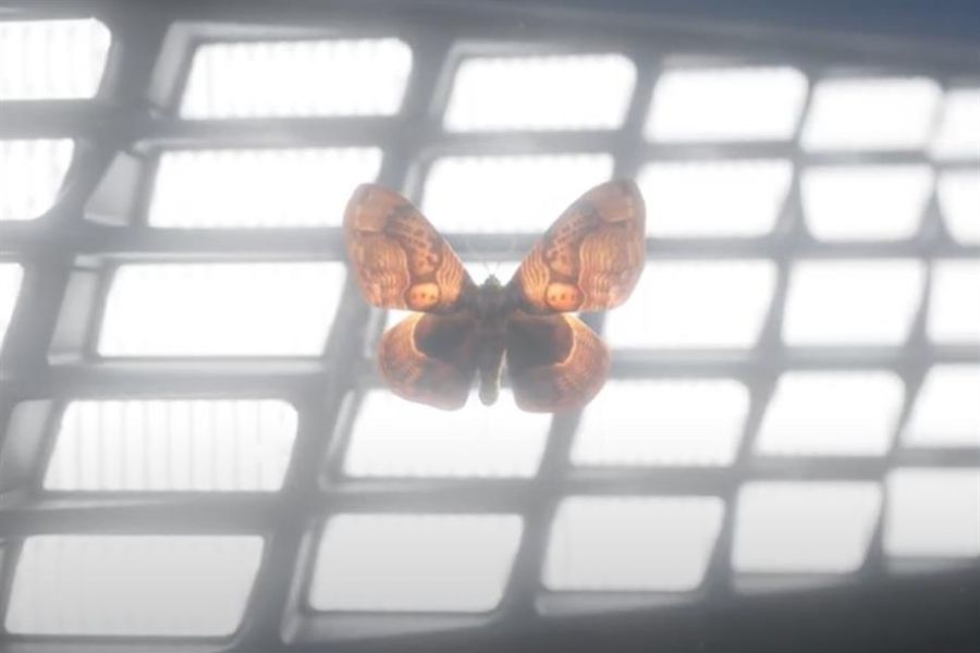 Audi spot follows romance between moth and headlights