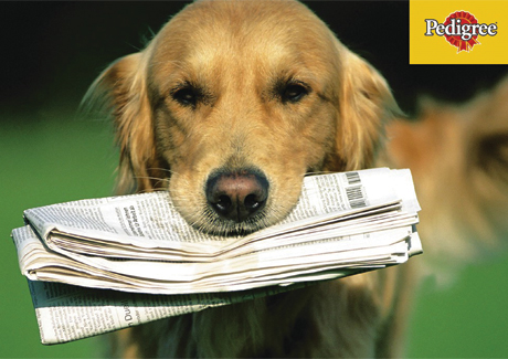 SECTOR STUDY: Animal nutrition more than a furry fad