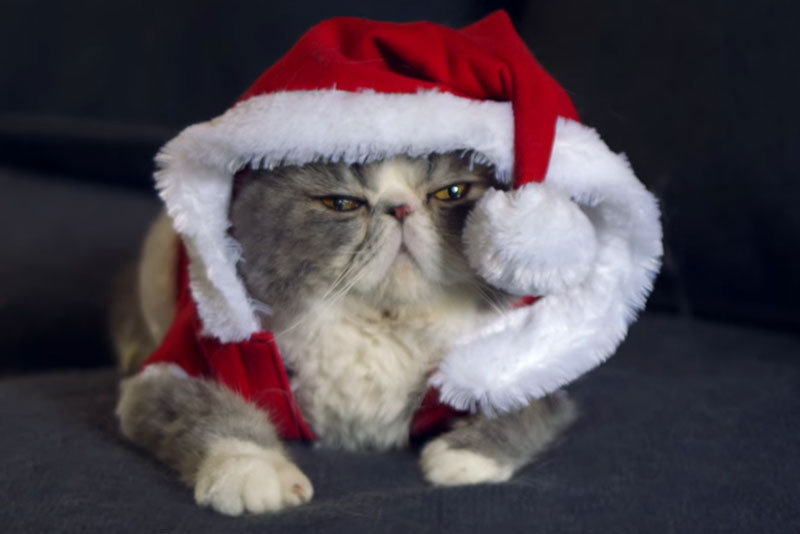 Cat-treat brand spotlights holiday animal abuse