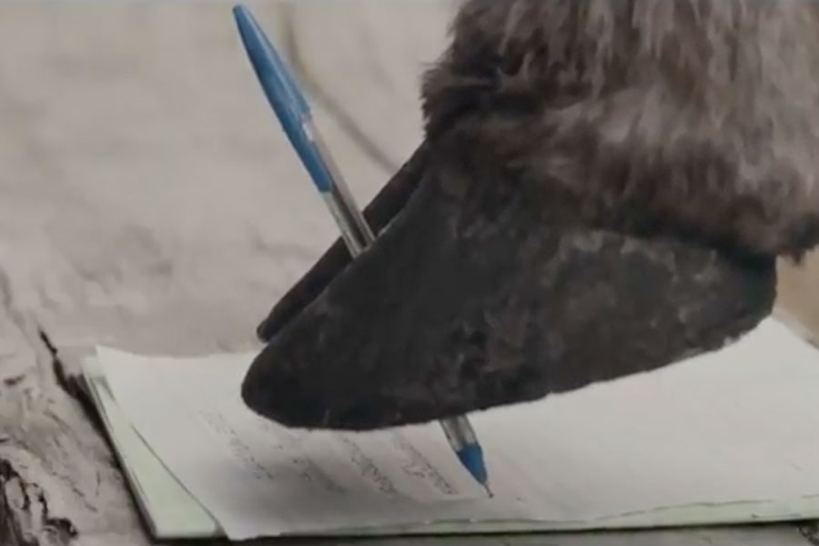 This buffalo's letter may bring a tear to your eye 